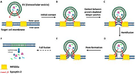 ilaria prada|Binding and Fusion of Extracellular Vesicles to the Plasma .